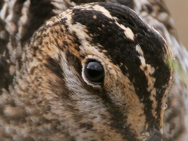 _MG_8647crop Wilsons Snipe.jpg
