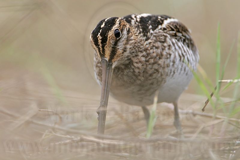 _MG_8650 Wilsons Snipe.jpg