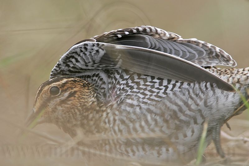_MG_8682 Wilsons Snipe.jpg