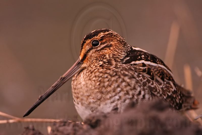 _MG_8774 Wilsons Snipe.jpg