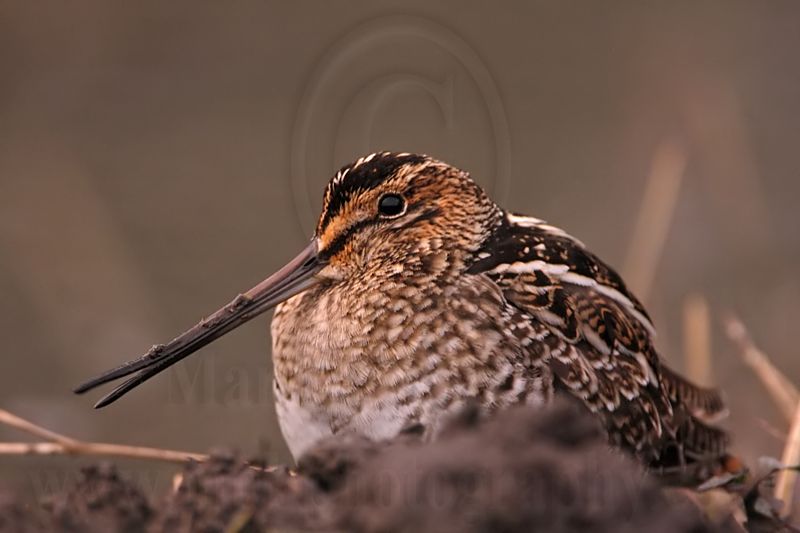 _MG_8803 Wilsons Snipe.jpg