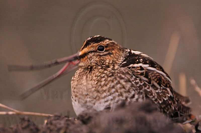 _MG_8804 Wilsons Snipe.jpg