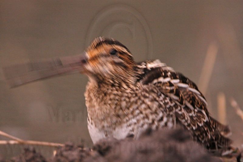 _MG_8805 Wilsons Snipe.jpg
