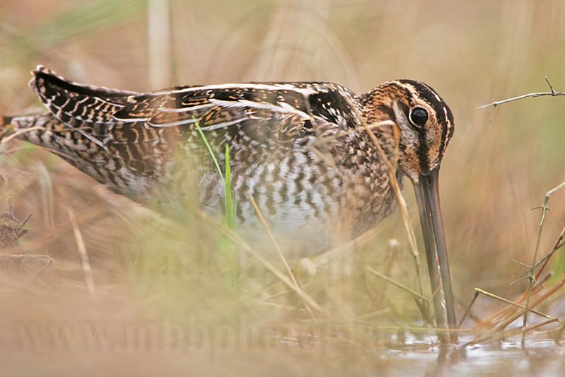 _MG_8861 Wilsons Snipe.jpg