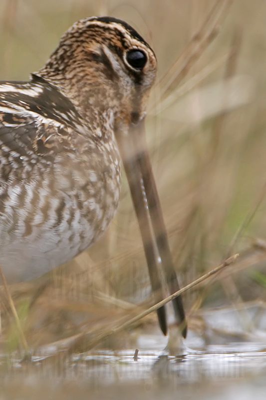 _MG_8898crop Wilsons Snipe.jpg