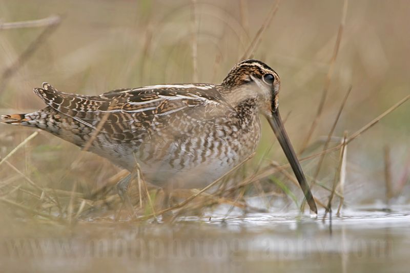 _MG_8909 Wilsons Snipe.jpg