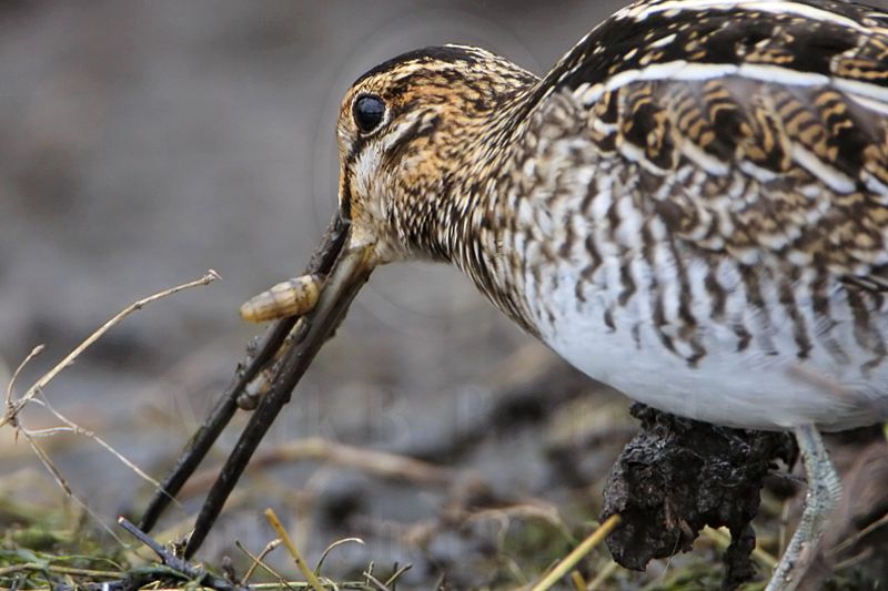 _MG_9651 Wilsons Snipe.jpg