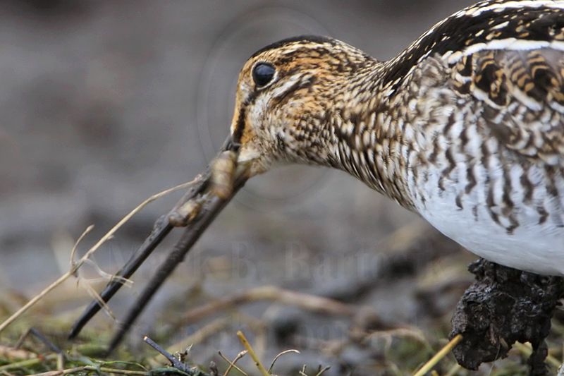 _MG_9653 Wilsons Snipe.jpg