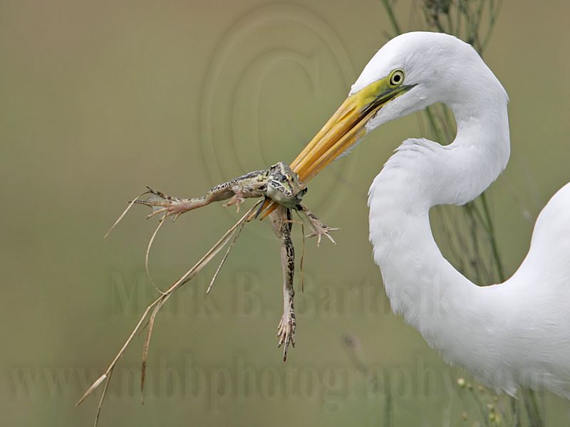 _MG_4748 Great Egret.jpg