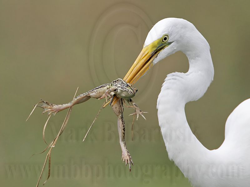 _MG_4755 Great Egret.jpg