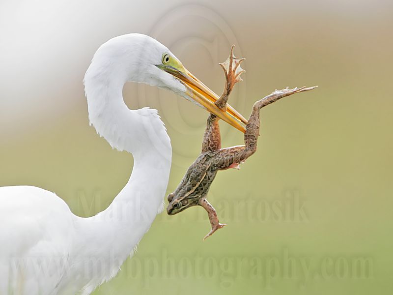 _MG_5048 Great Egret.jpg