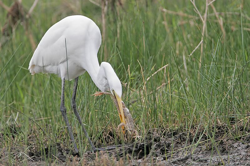 _MG_5093 Great Egret.jpg