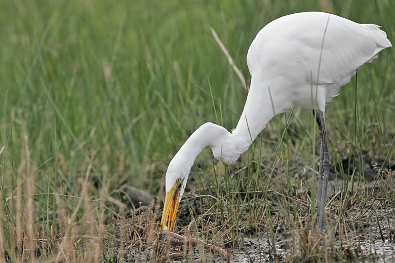 _MG_5142 Great Egret.jpg