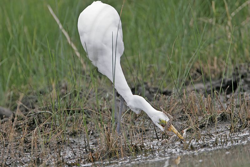 _MG_5145 Great Egret.jpg