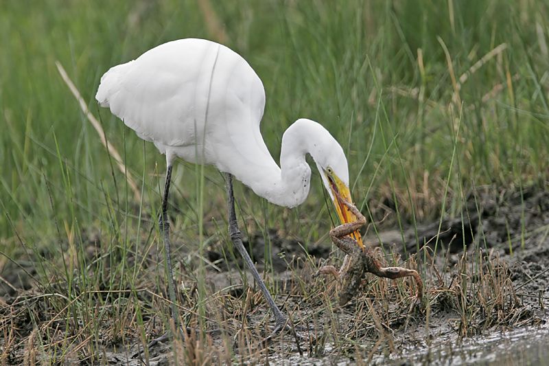 _MG_5150 Great Egret.jpg