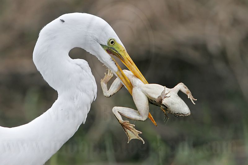 _MG_6841 Great Egret.jpg