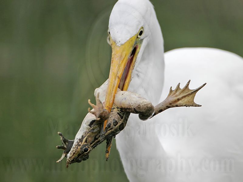 _MG_6878 Great Egret.jpg