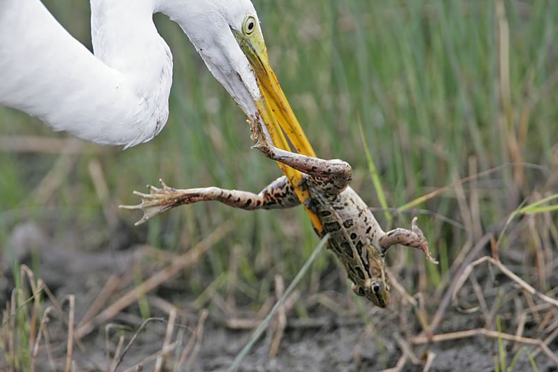 _MG_6949 Great Egret.jpg
