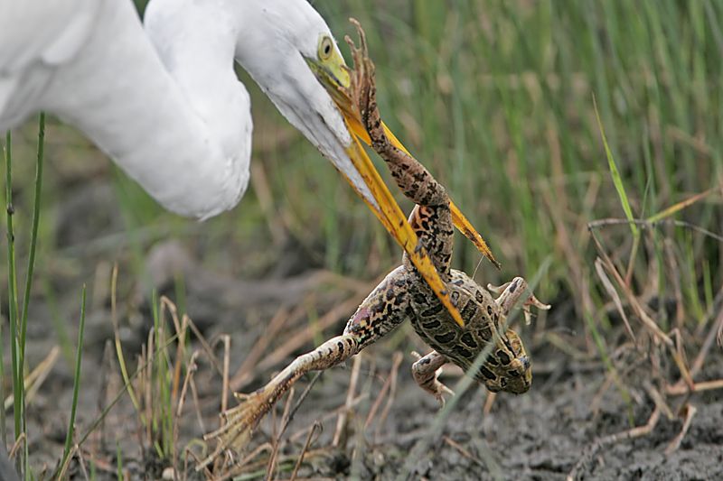 _MG_6950 Great Egret.jpg