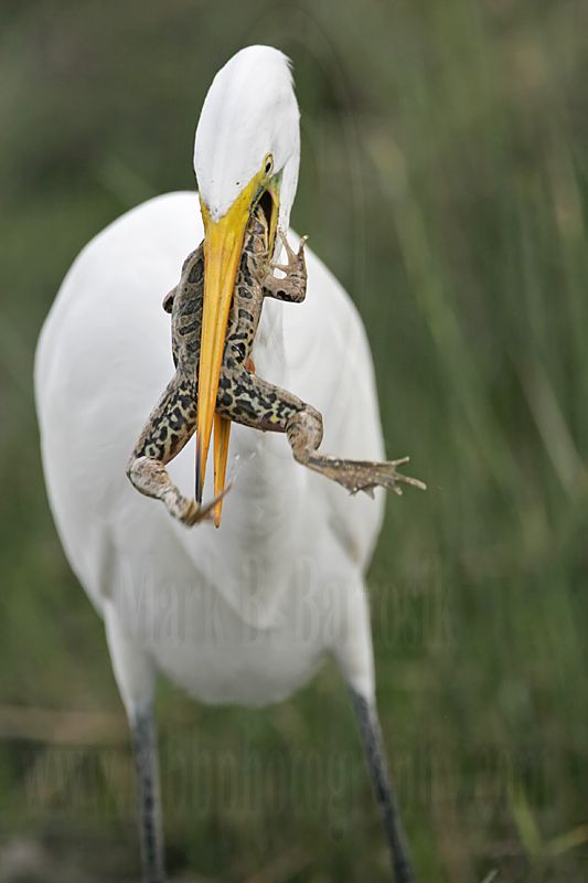 _MG_6997 Great Egret.jpg