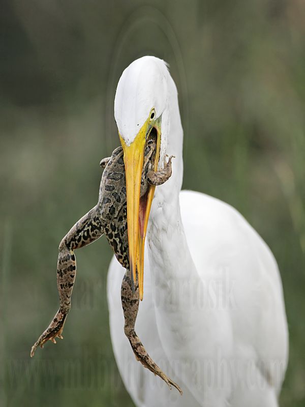 _MG_6998 Great Egret.jpg
