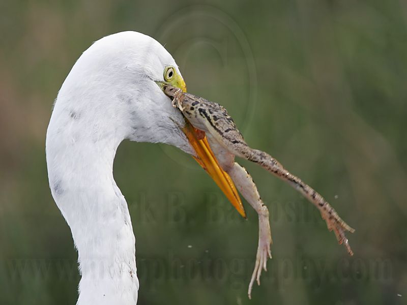 _MG_7093 Great Egret.jpg