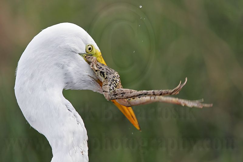 _MG_7117 Great Egret.jpg