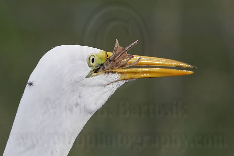 _MG_7126 Great Egret.jpg