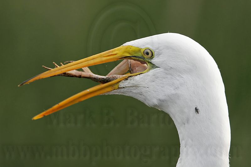 _MG_7209 Great Egret.jpg