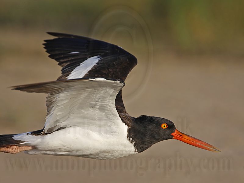 _MG_8978 American Oystercatcher.jpg