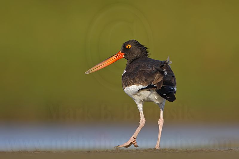 _MG_8997 American Oystercatcher.jpg