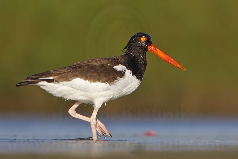 _MG_9004 American Oystercatcher.jpg