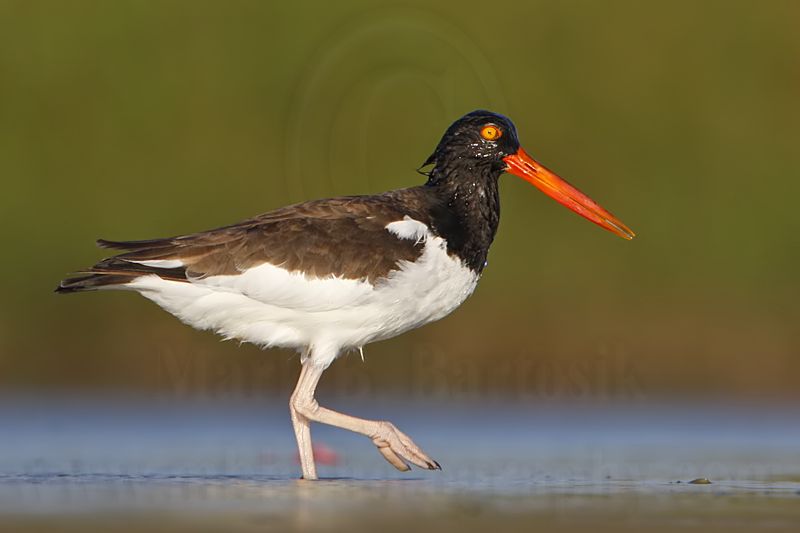_MG_9006 American Oystercatcher.jpg
