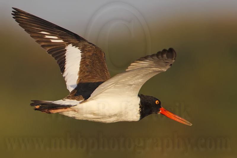 _MG_9302 American Oystercatcher.jpg
