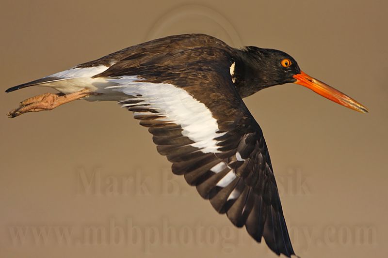 _MG_9356 American Oystercatcher.jpg