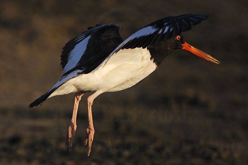 _MG_9367 American Oystercatcher.jpg
