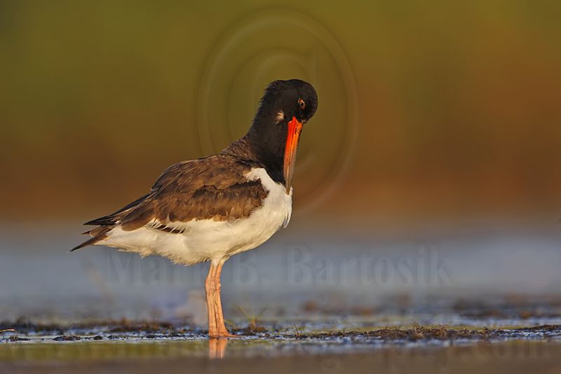 _MG_9488 American Oystercatcher.jpg
