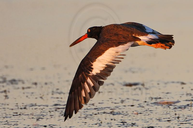 _MG_1653 American Oystercatcher.jpg