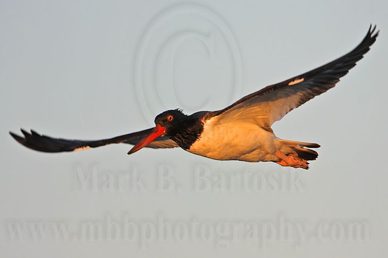 _MG_1721 American Oystercatcher.jpg