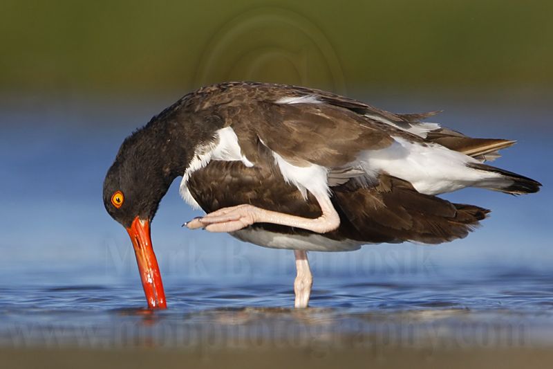 _MG_2497 American Oystercatcher.jpg