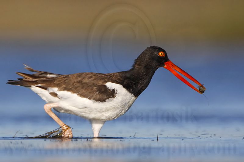 _MG_2572 American Oystercatcher.jpg