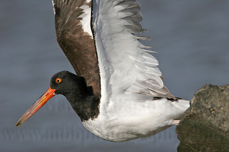 _MG_0620 American Oystercatcher.jpg