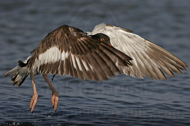 _MG_1681 American Oystercatcher.jpg
