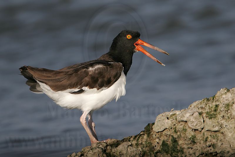 _MG_1704 American Oystercatcher.jpg