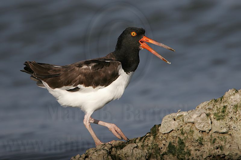 _MG_1705 American Oystercatcher.jpg
