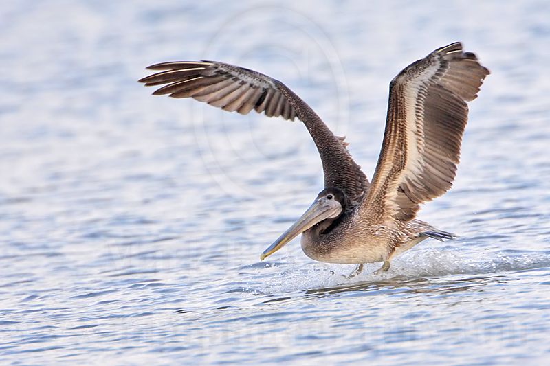 _MG_6068 Brown Pelican.jpg