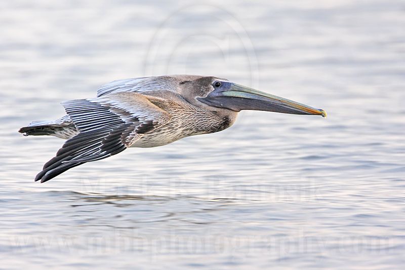 _MG_6080 Brown Pelican.jpg
