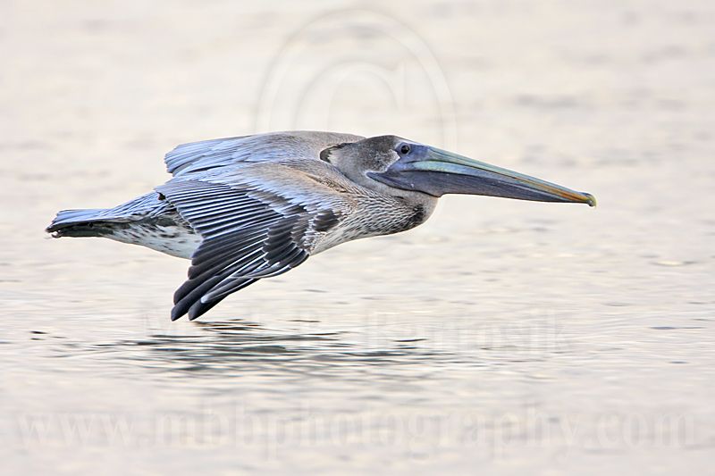 _MG_6085 Brown Pelican.jpg