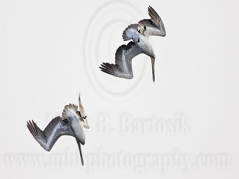 _MG_6515 Brown Pelican.jpg