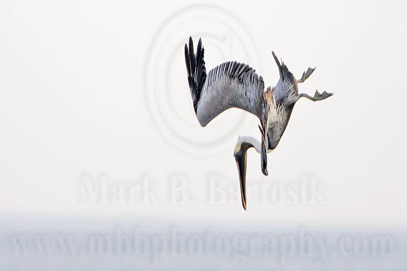 _MG_6622 Brown Pelican.jpg